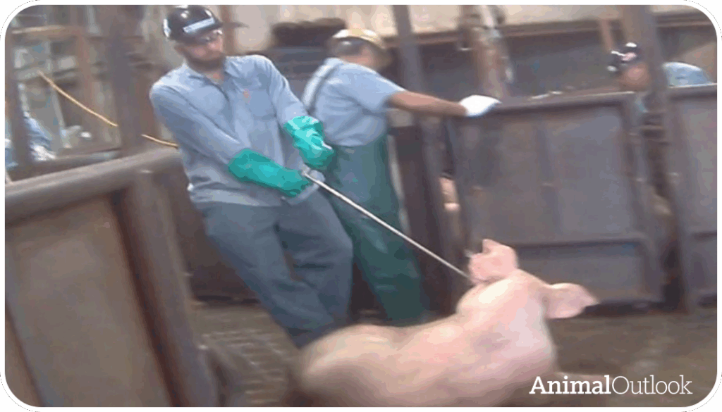 Workers and a pig at a slaughterhouse
