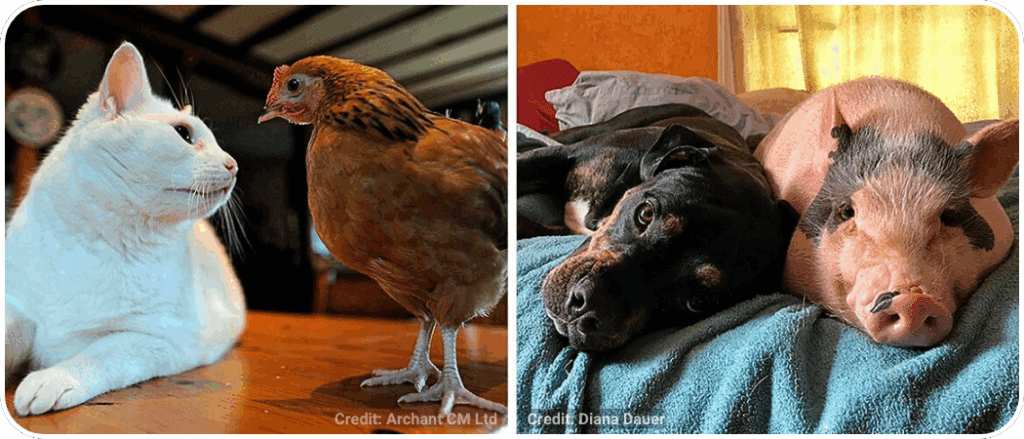 A cat and a chicken sitting next to each other and looking at each other in a friendly way, A dog and a pig cuddled up together on a bed.