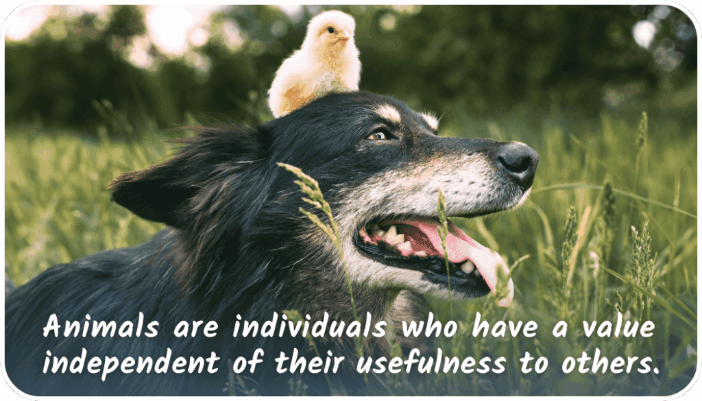A cute chicken bird with a cute dog